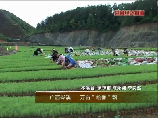 廣西岑溪：萬畝松香飄。央視視頻截圖。